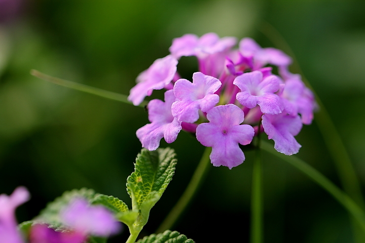 五色绣球——五色梅