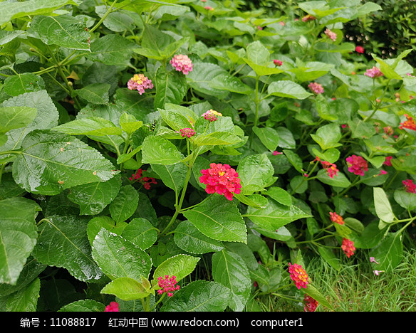 五色梅的用法_五色梅的功效作用_注意事项