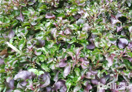 宿根花卉-五色苋pptx