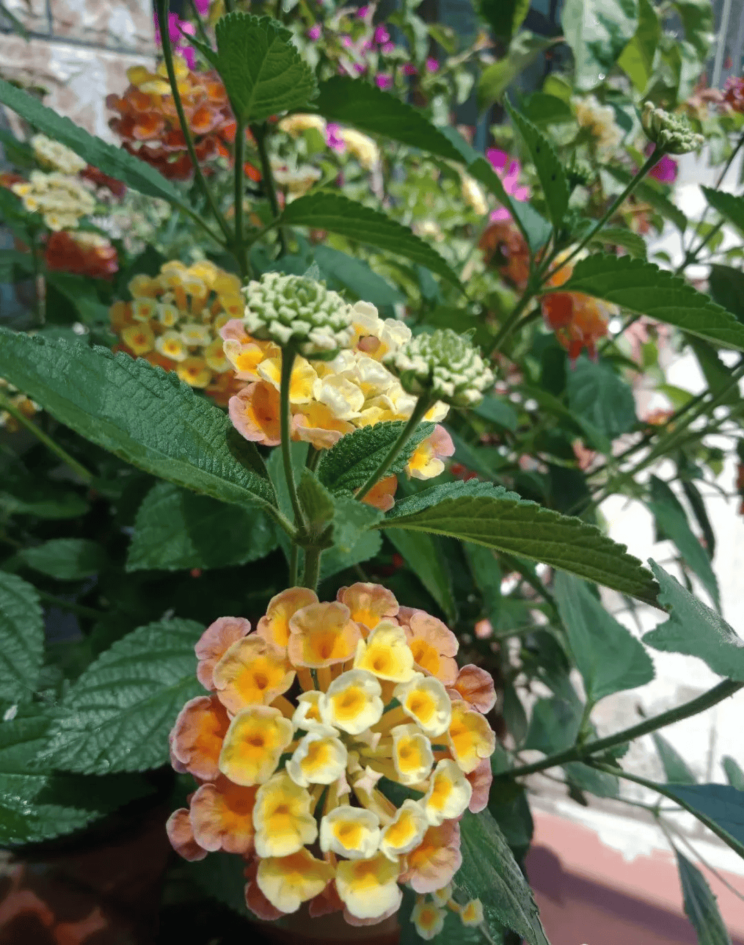 五色梅四季开花要是谁还能把它养死那可能不