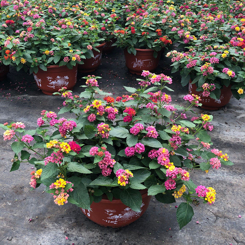 五色梅：世界十大毒草之一为何却被广泛种植